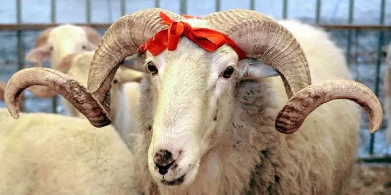 Kurbanlık hayvanını erken alanı üzecek gelişme