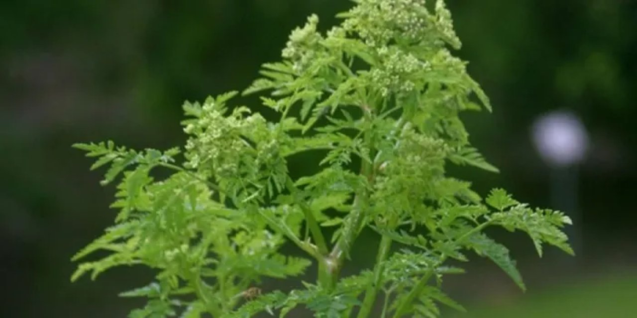 Samsun’da uzmandan zehirli ot uyarısı! “Maydanoz ile karıştırmayın”