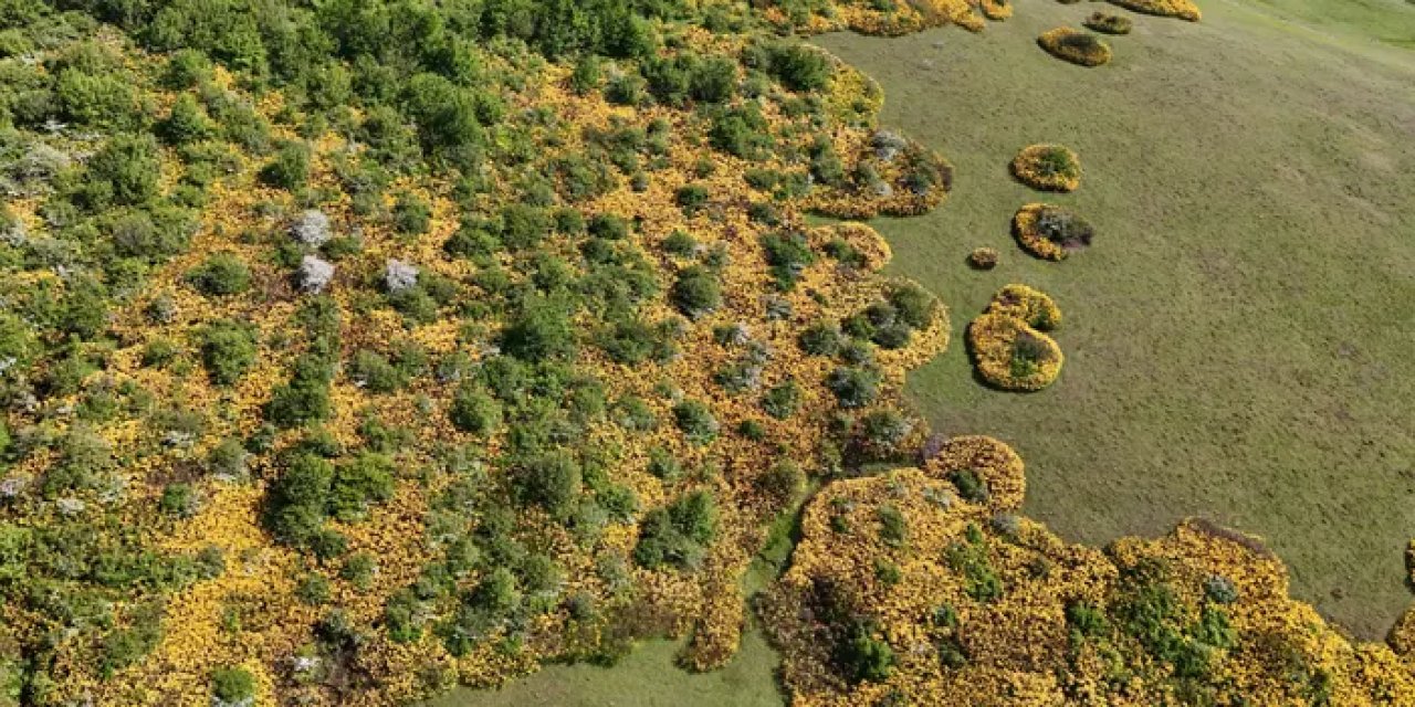 Ordu Perşembe Yaylası yerli turistlerin akınına uğradı