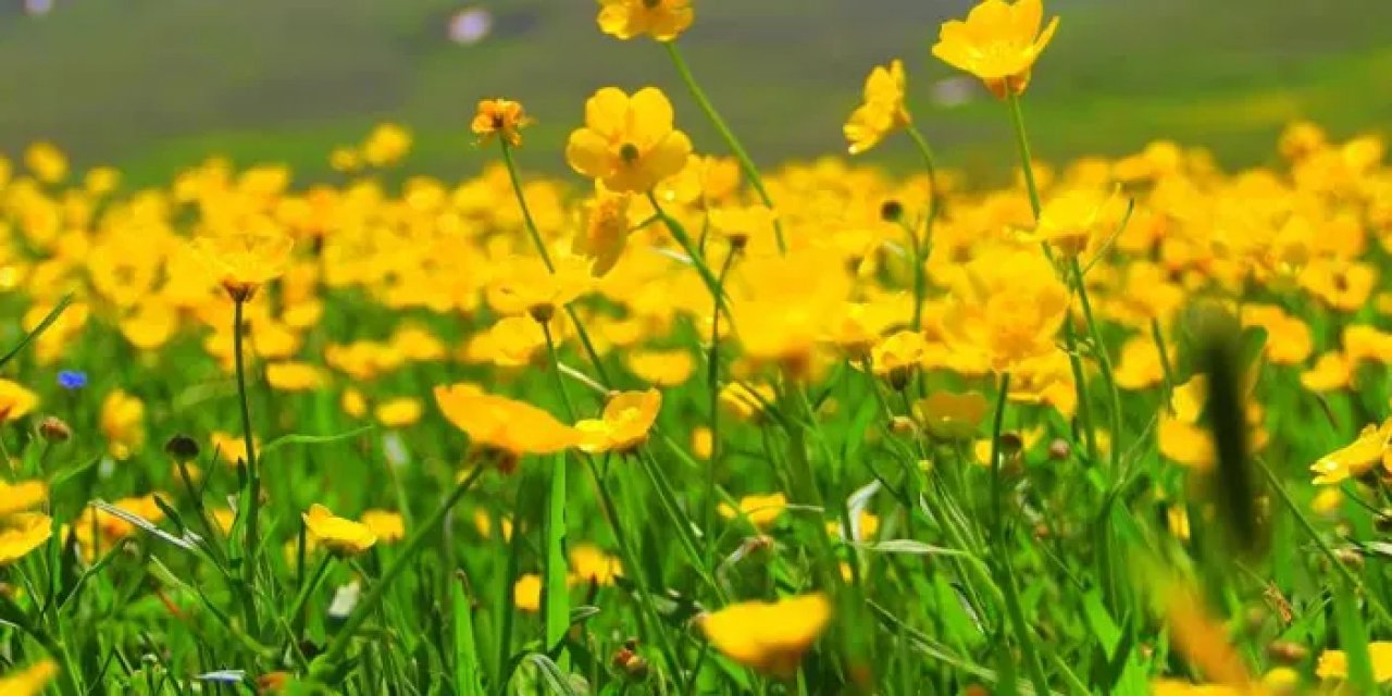 Bayburt’ta sarı çiçekler görenleri hayran bırakıyor