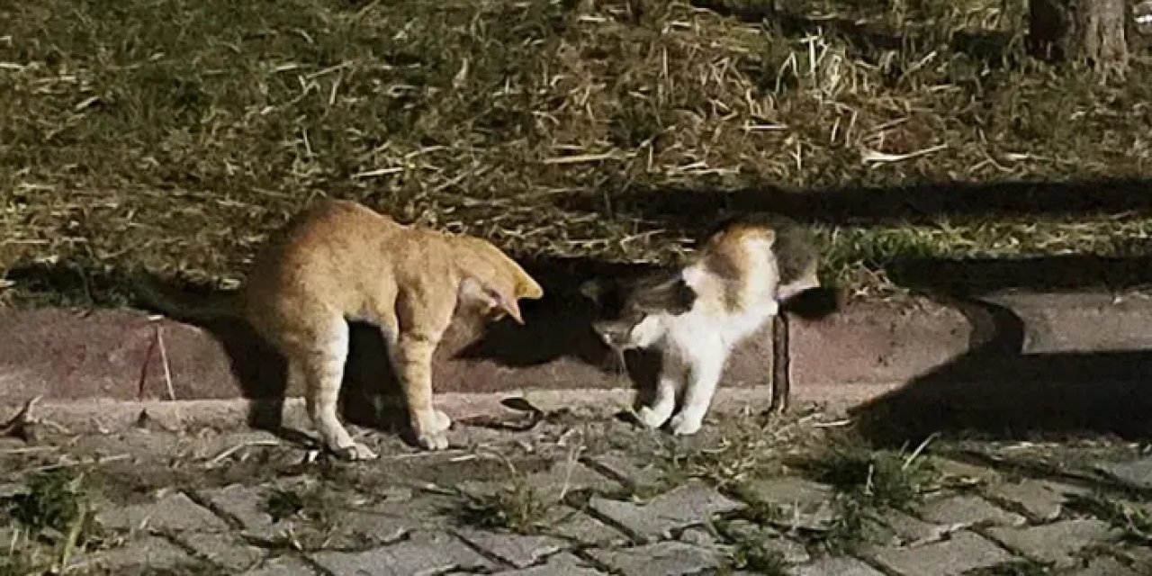 Samsun’da iki meraklı kedinin çıyanla oyunu