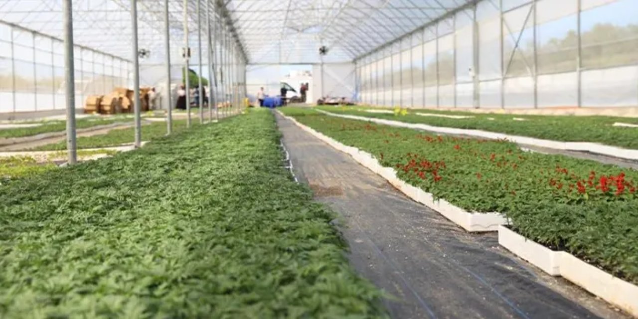 Başkan Güler açıkladı! Ordu kendi çiçeğini kendi yetiştiriyor