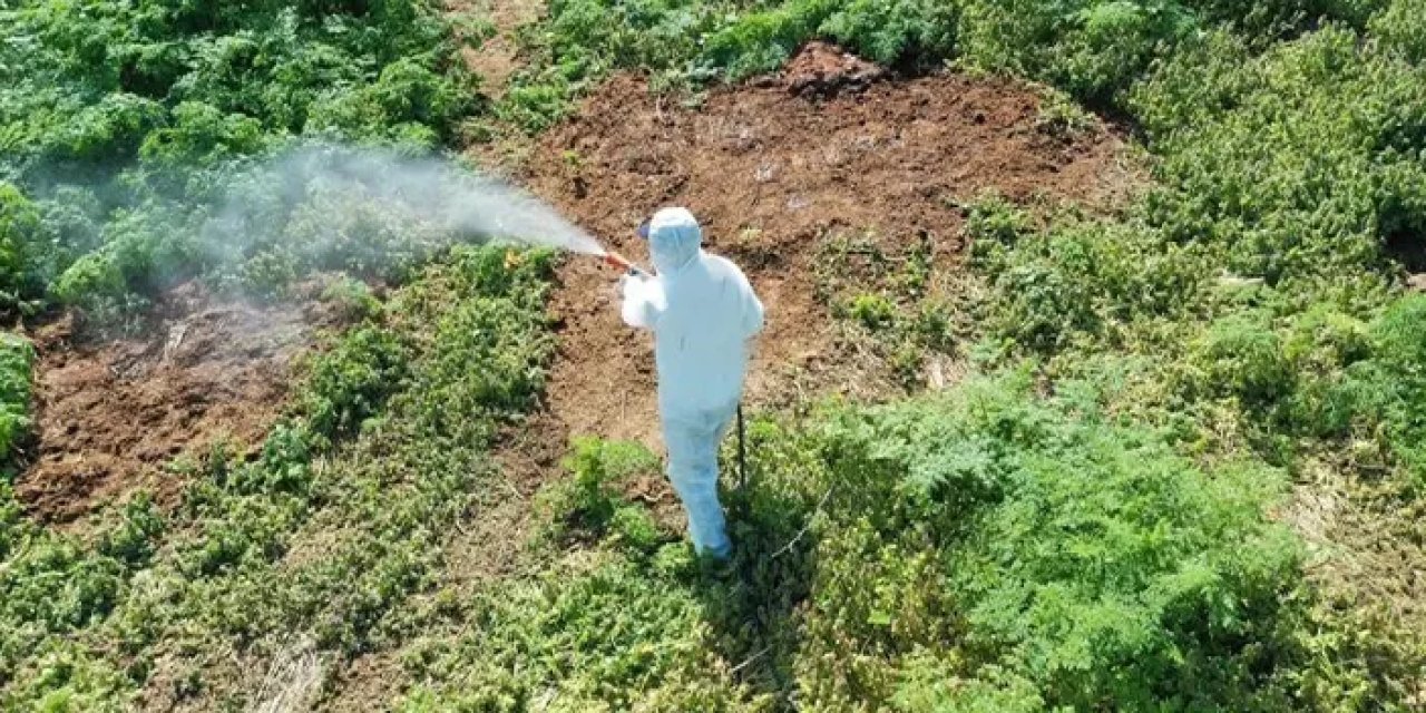 Uzman uyardı: Yaz aylarında bu böcekler hayati tehlike taşıyabilir