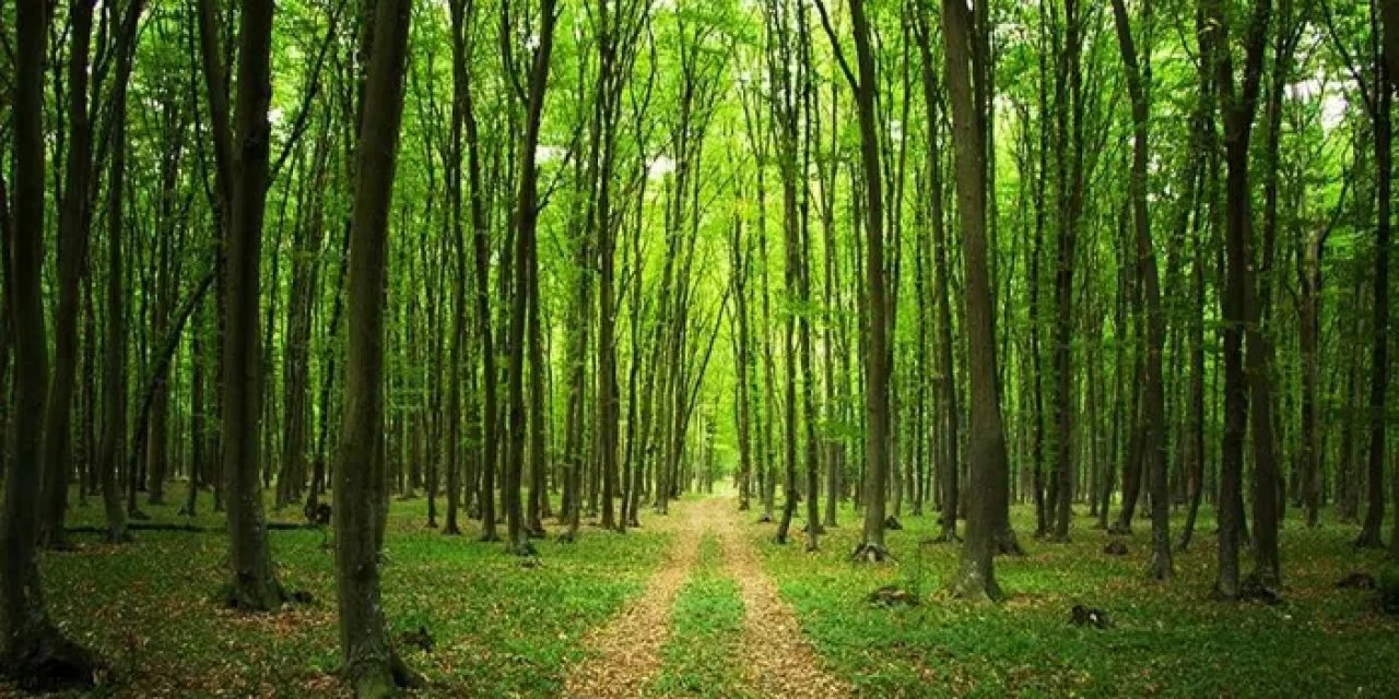 Çorum'da ormanlık alanlara giriş yasaklandı