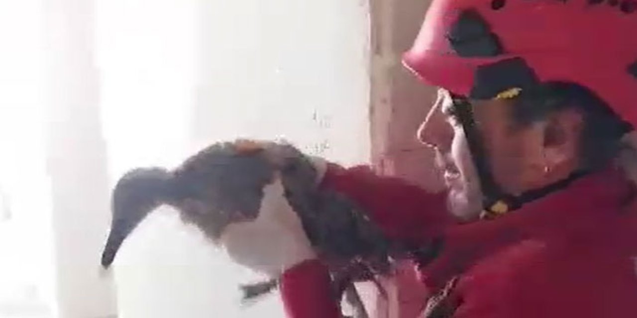 Trabzon’da yaralı martı kurtarıldı