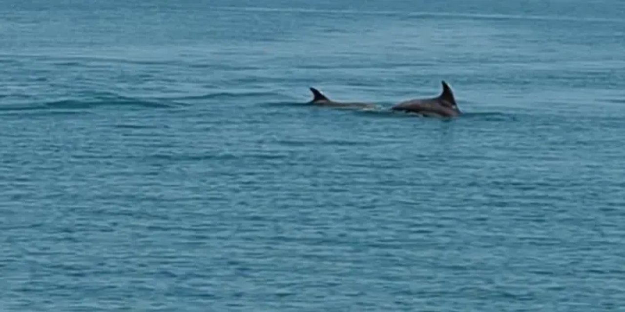 Ordu sahillerinde yunuslar şov yaptı!