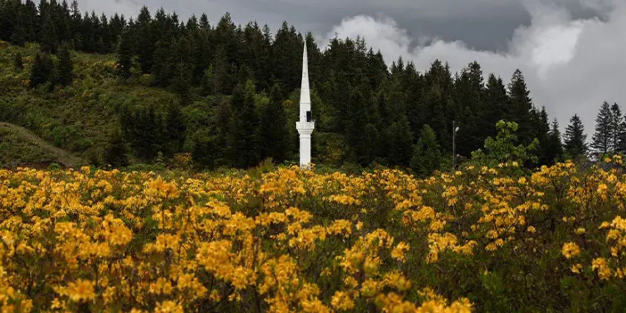 Trabzon'da bölgeye özgü zifin çiçeği yaylaları süslüyor