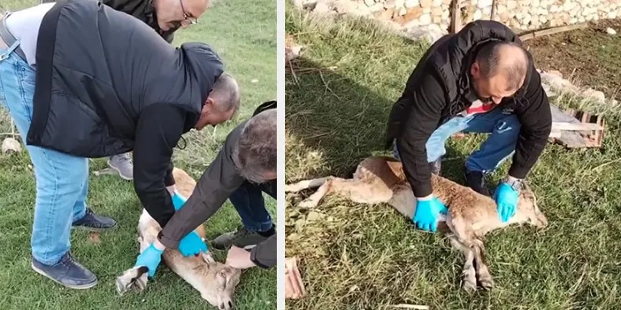 Gümüşhane’de bulunmuştu! Baygın yaban keçisi kalp masajıyla hayata döndü