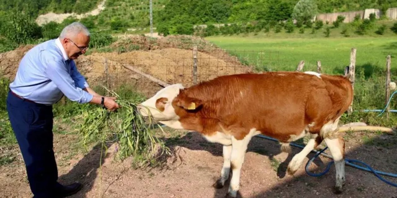Ordu’da besicilerin yüzünü güldürecek uygulama