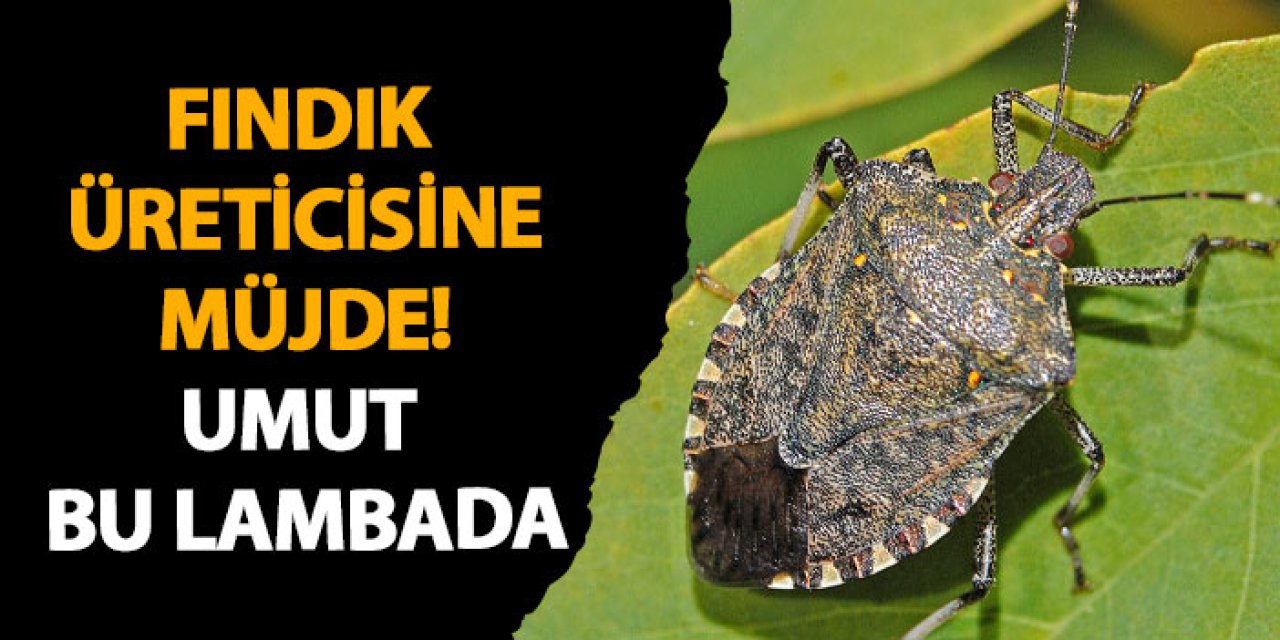 Giresun'da fındık üreticisine müjde! Umut bu lambada