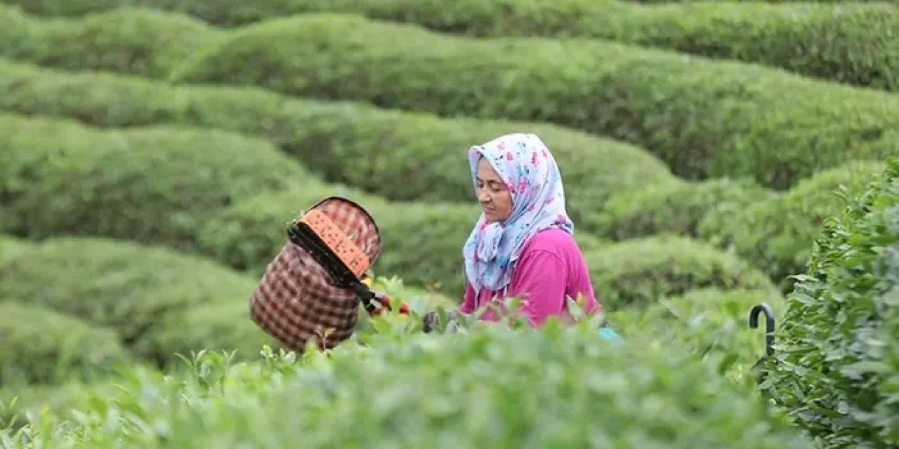 Rize'den 5 ayda 8,6 milyon dolarlık çay ihracatı