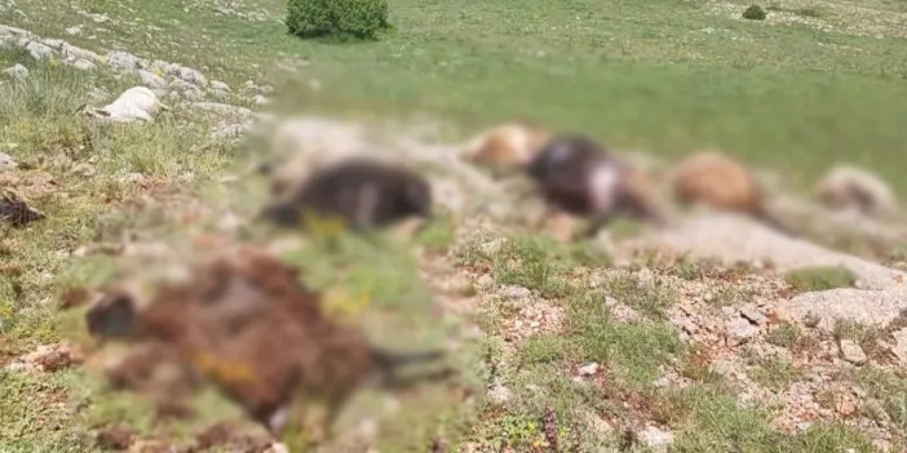 Gümüşhane’de yıldırım 18 koyunu telef etti!