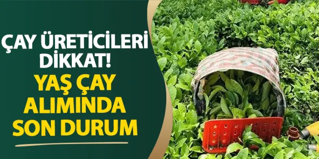 Çay üreticileri dikkat! Yaş çay alımında son durum