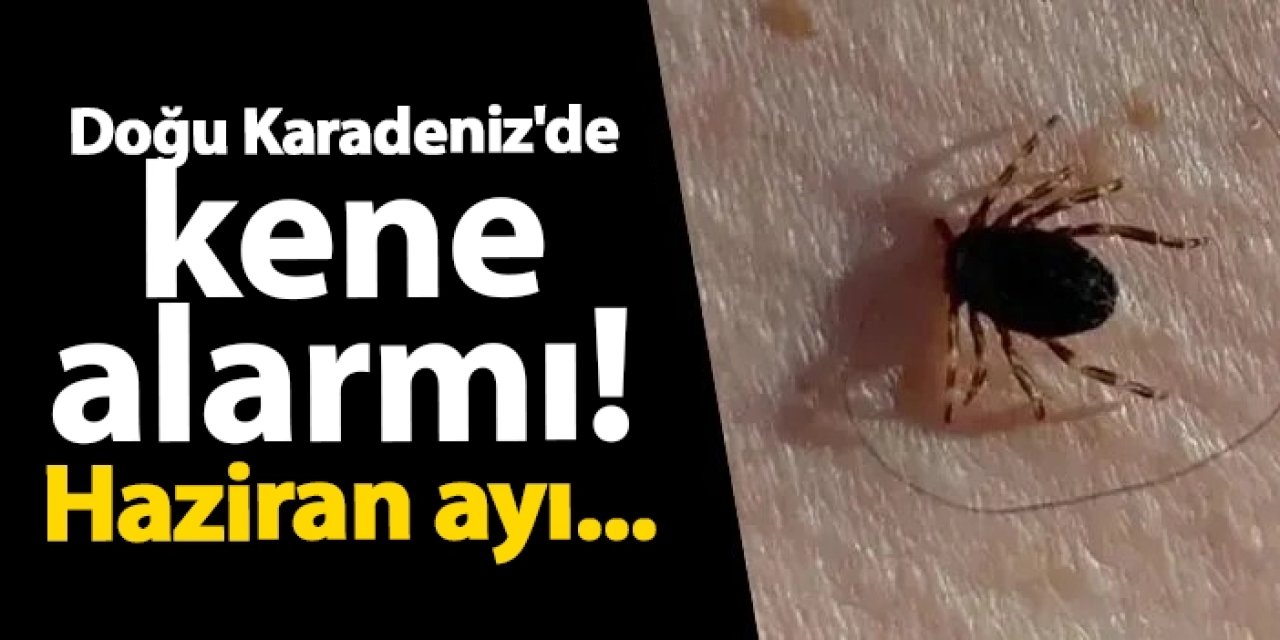 Doğu Karadeniz'de kene alarmı! Uzmandan uyarı geldi