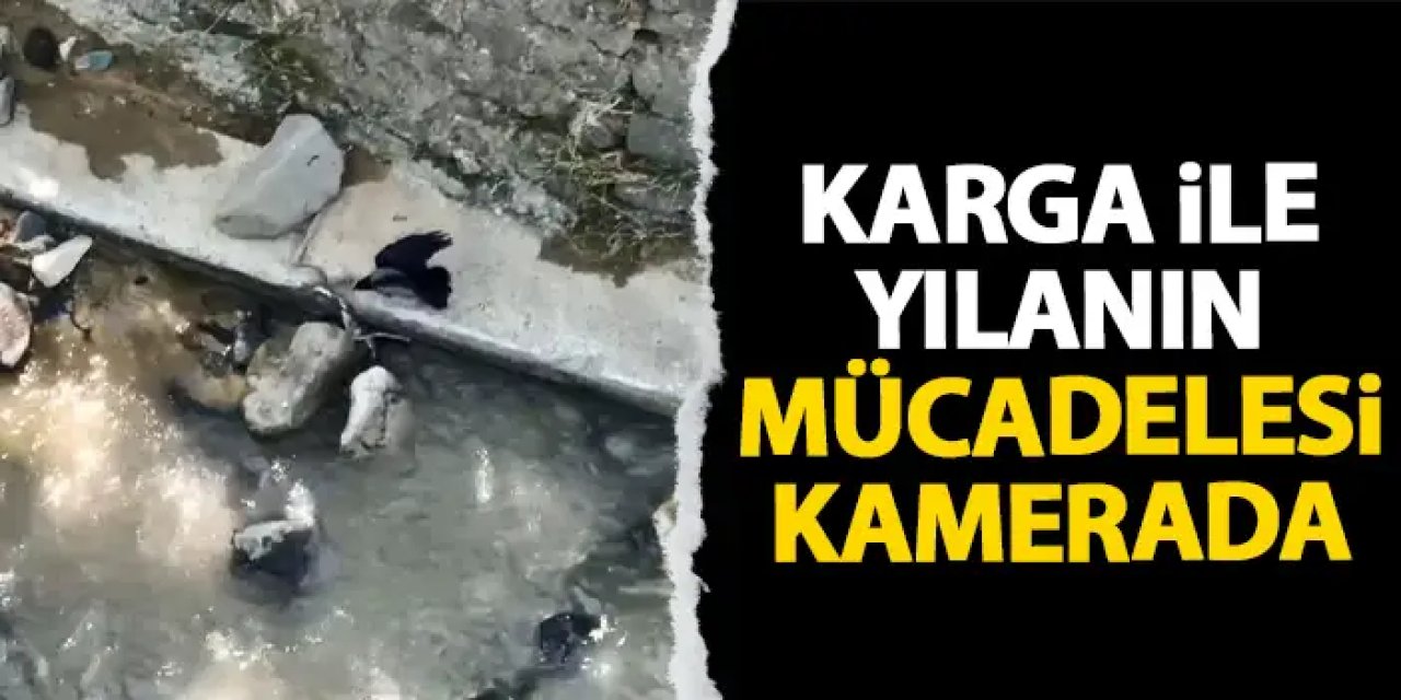 Karganın yılana saldırdığı anlar kamerada