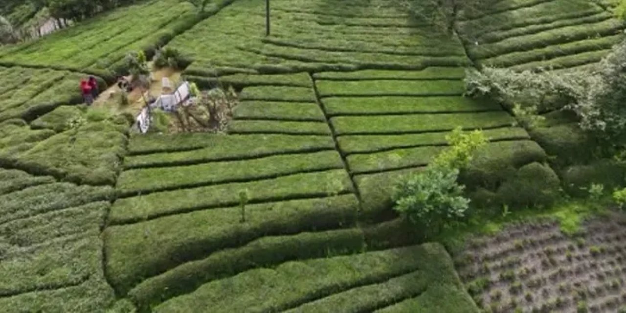 Rize'de baklava görünümlü çay bahçesi ilgi odağı oldu