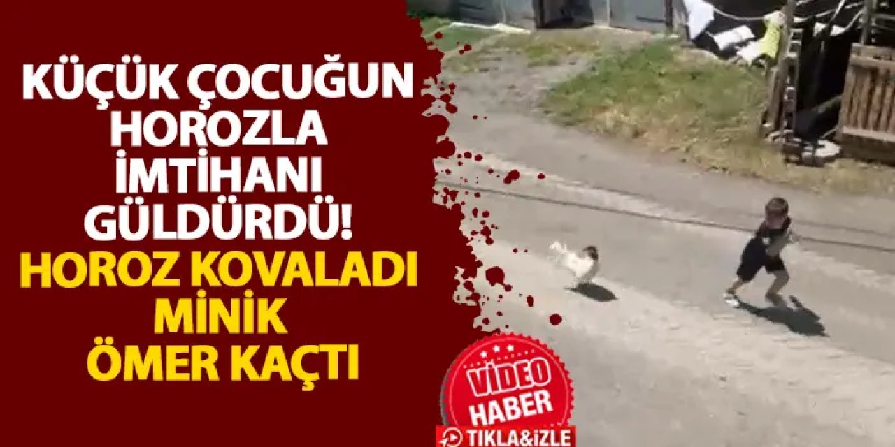 Bayburt’ta küçük çocuğun horozla imtihanı güldürdü! Horoz kovaladı minik Ömer kaçtı