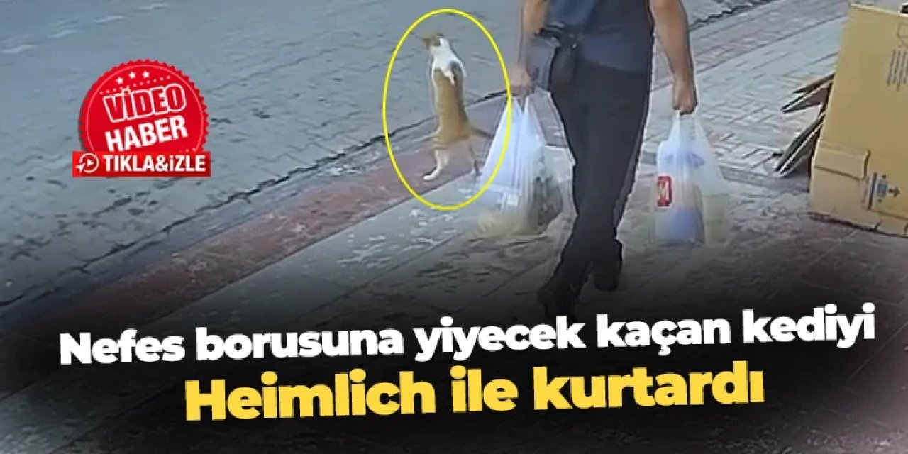 Samsun'da nefes borusuna yiyecek kaçan kediyi Heimlich ile kurtardı
