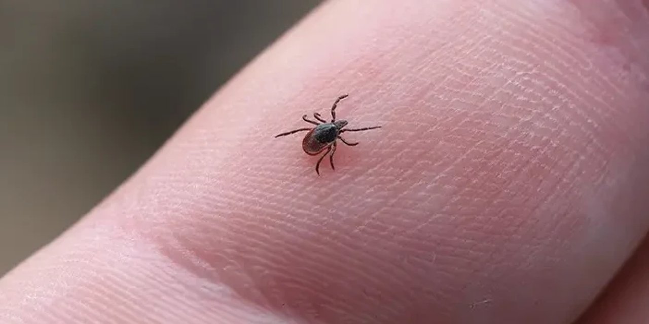 Kene nedir, ısırınca neler yapılmalı? Kene ısırığı nasıl olur, tedavisi nedir?
