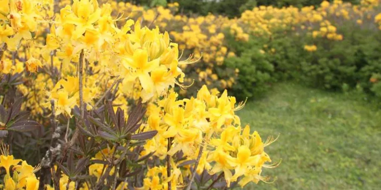 Giresun yaylaları orman gülleriyle renklendi!