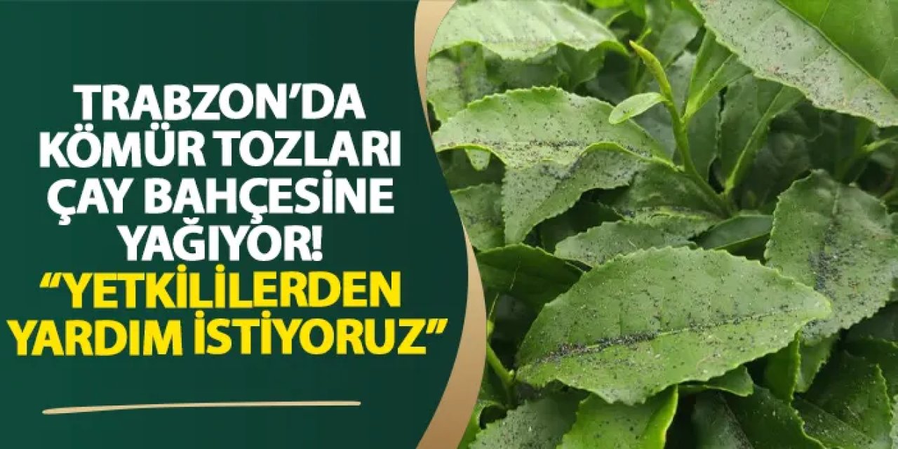 Trabzon’da kömür tozları çay bahçesine yağıyor! “Yetkililerden yardım istiyoruz”