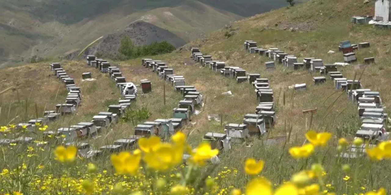 Karadeniz’den Hakkari yaylalarına: İki kardeşin 26 yıllık bal yolculuğu