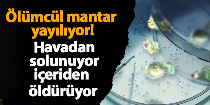 Ölümcül mantar yayılıyor! Havadan solunuyor, içeriden öldürüyor