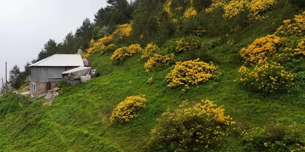 Gümüşhane’de sarı zifin çiçekleri Zigana’yı renklendirdi