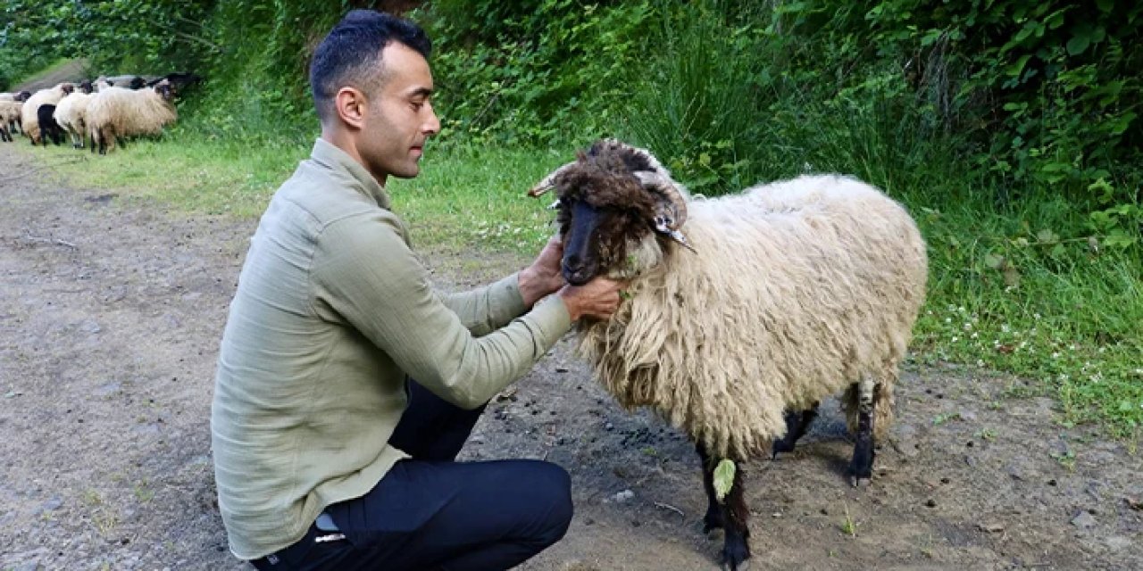 Trabzon'da bacağı kırılan kuzusuna kıyamadı: Platin sayesinde yürütmeye başladı