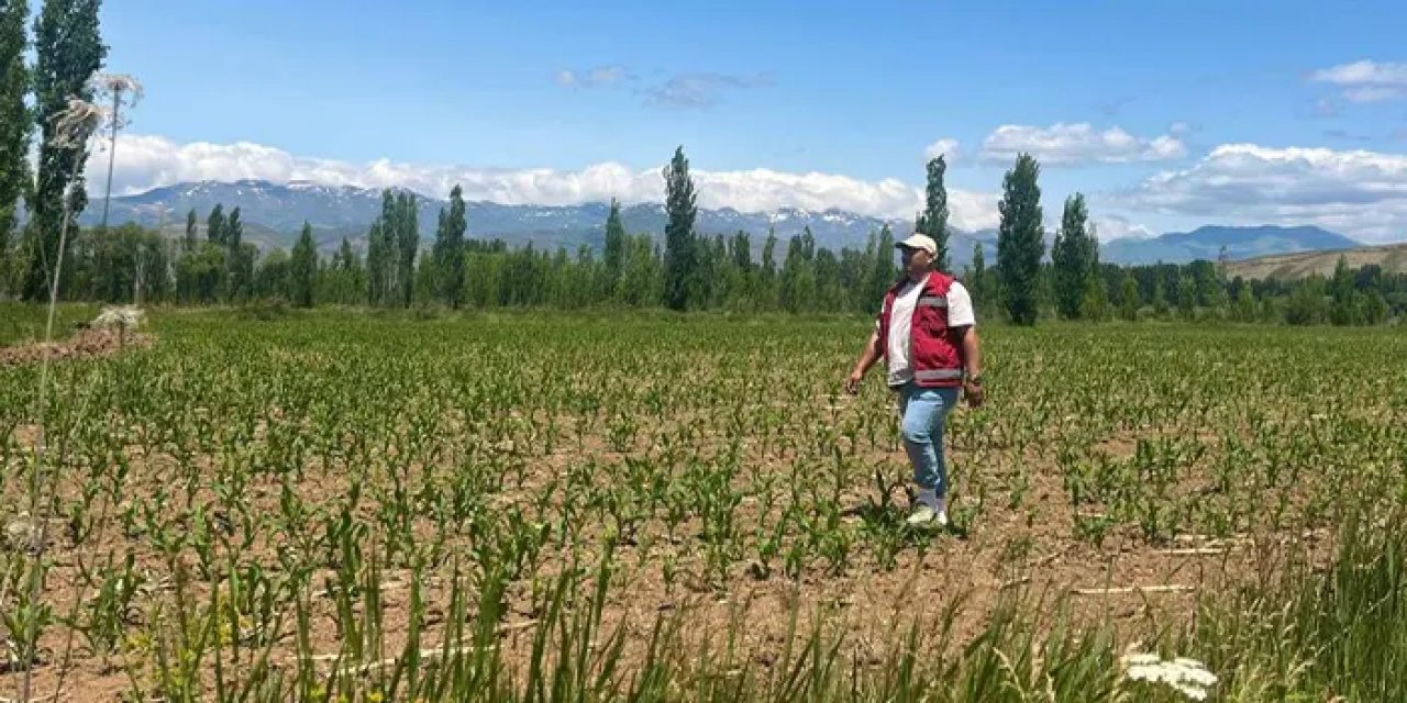 Bayburt’ta yem bitkisi için sahaya indiler!