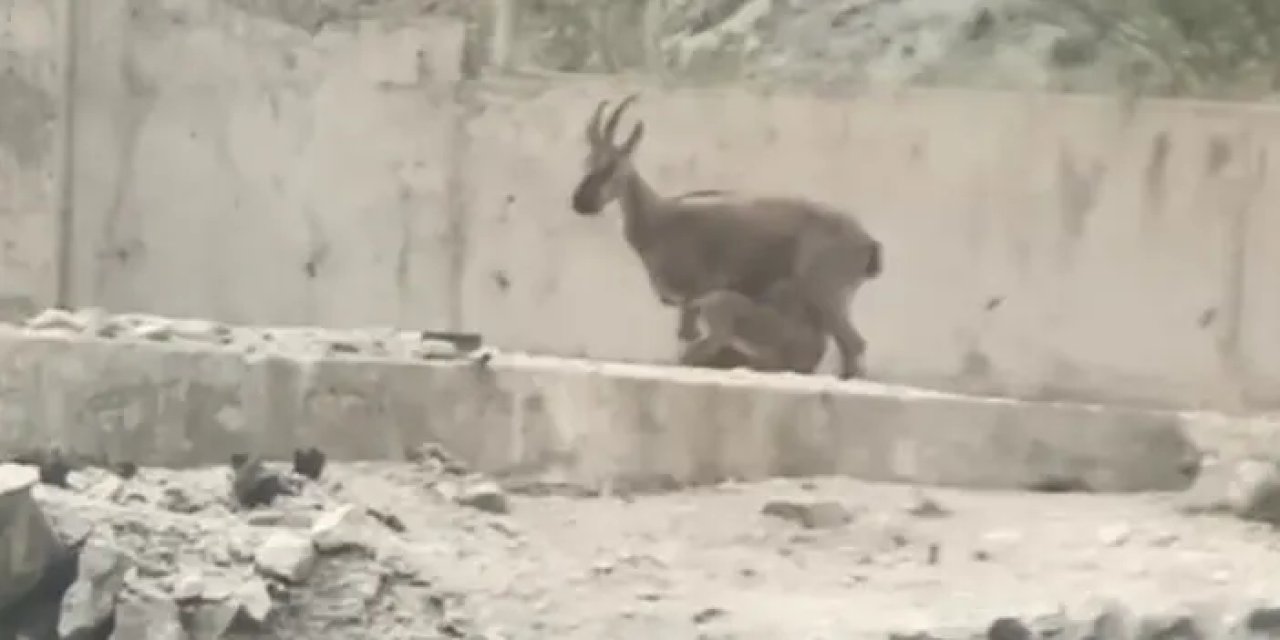 Artvin’de dağ keçisi yavrularını yol ortasında emzirdi!