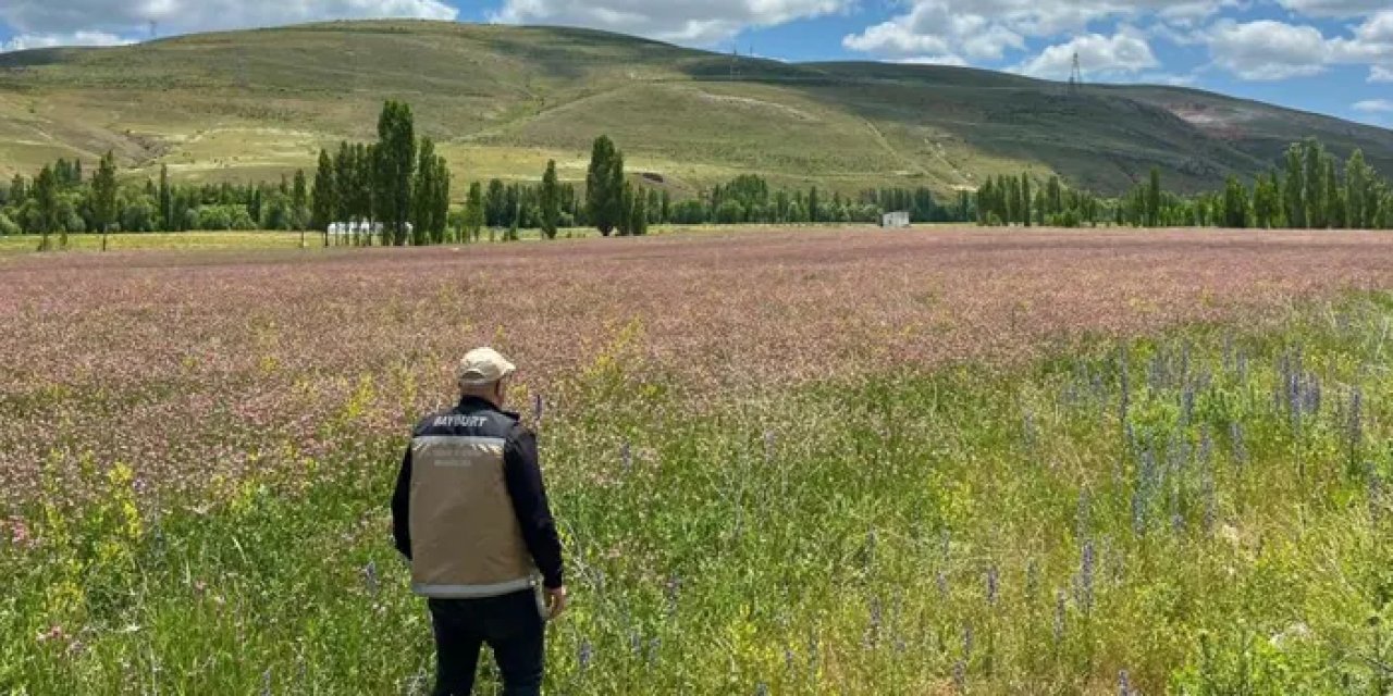 Bayburt’ta yem bitkileri için çalışma başlatıldı