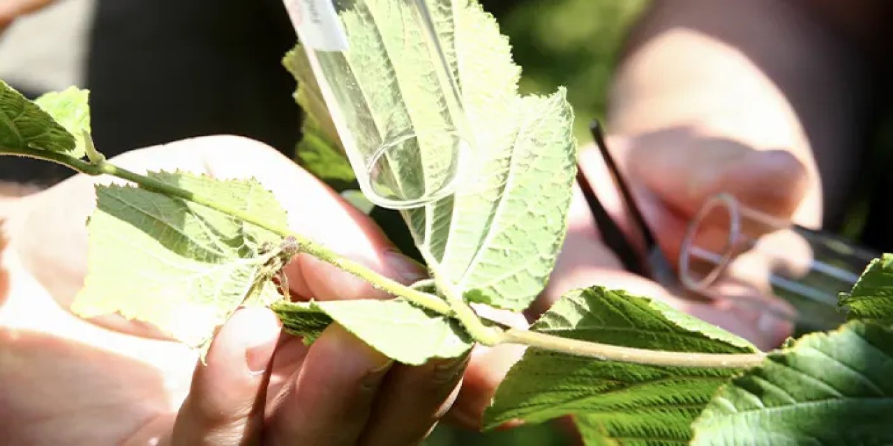 Giresun’da kahverengi kokarcaya karşı hamle! Samuray arıları doğaya salındı