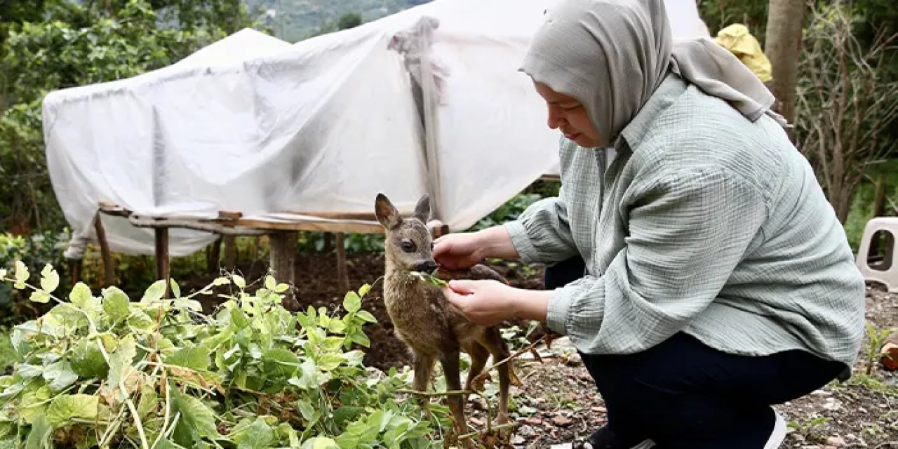 Giresunlu anne yavru karacaya umut oldu!