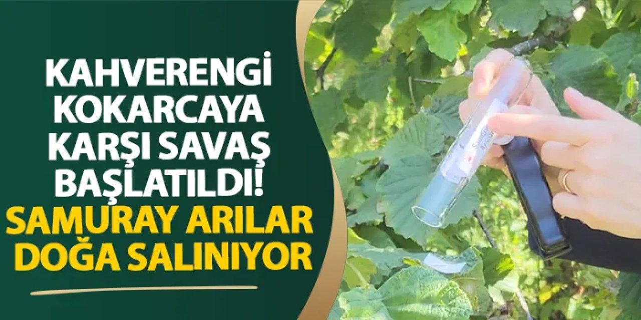 Giresun’da kahverengi kokarcaya karşı samuray arıları salınmaya başladı