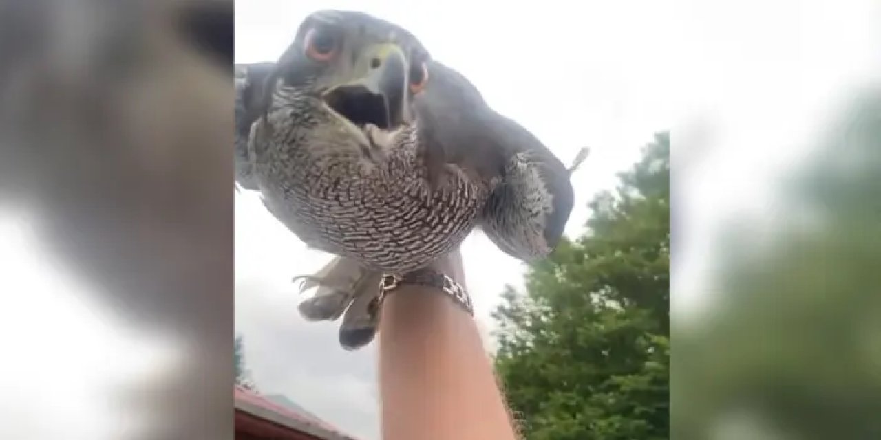 Artvin’de 8 yıllık atmacası ile vedalaştı! Ardına bile bakmadı