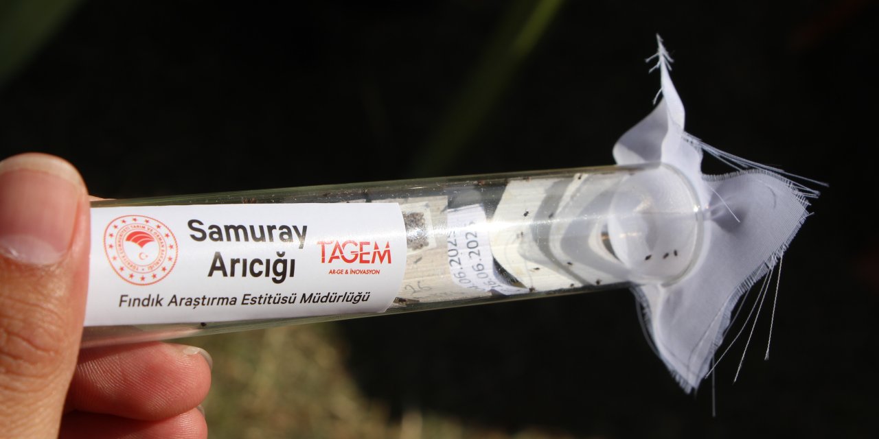 Trabzon'da kokarcaya karşı Samuray arısı salımı başladı