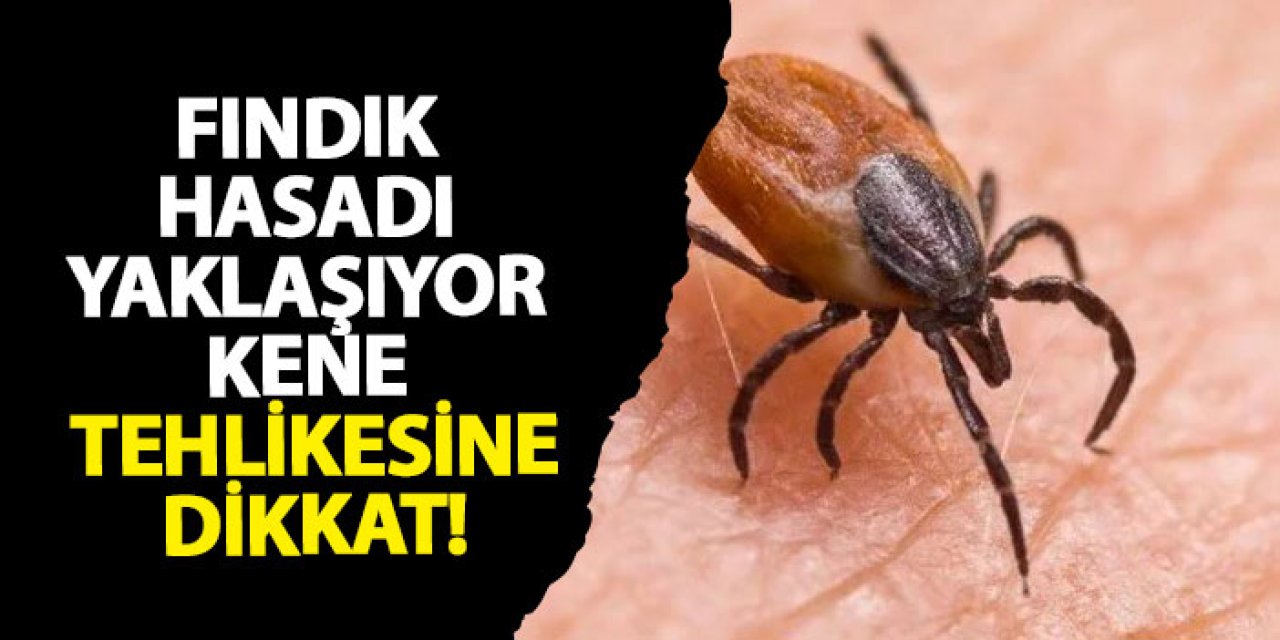 Fındık hasadı yaklaşıyor kene tehlikesine dikkat! Uzman doktor uyardı