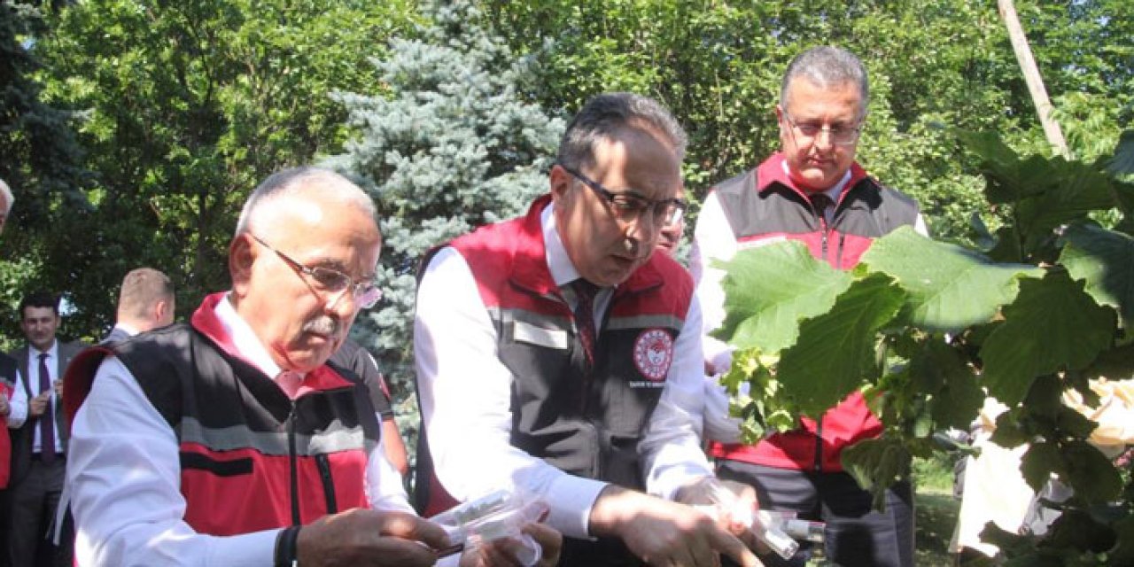 Kahverengi kokarcaya karşı 1 milyon samuray arısı devrede!