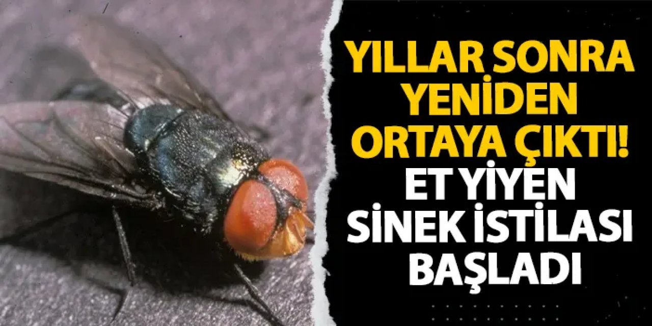 Yıllar sonra yeniden ortaya çıktı! Et yiyen sinek istilası başladı