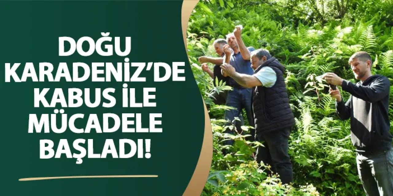 Giresun’da kabus ile mücadele başladı!