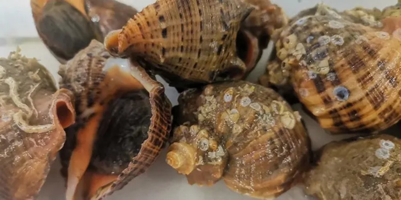 Samsun’da kaçak avlanan 160 kilo deniz salyangozu yakalandı