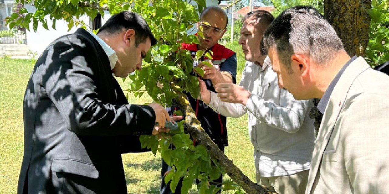 Samsun'da samuray arıları doğaya salındı!
