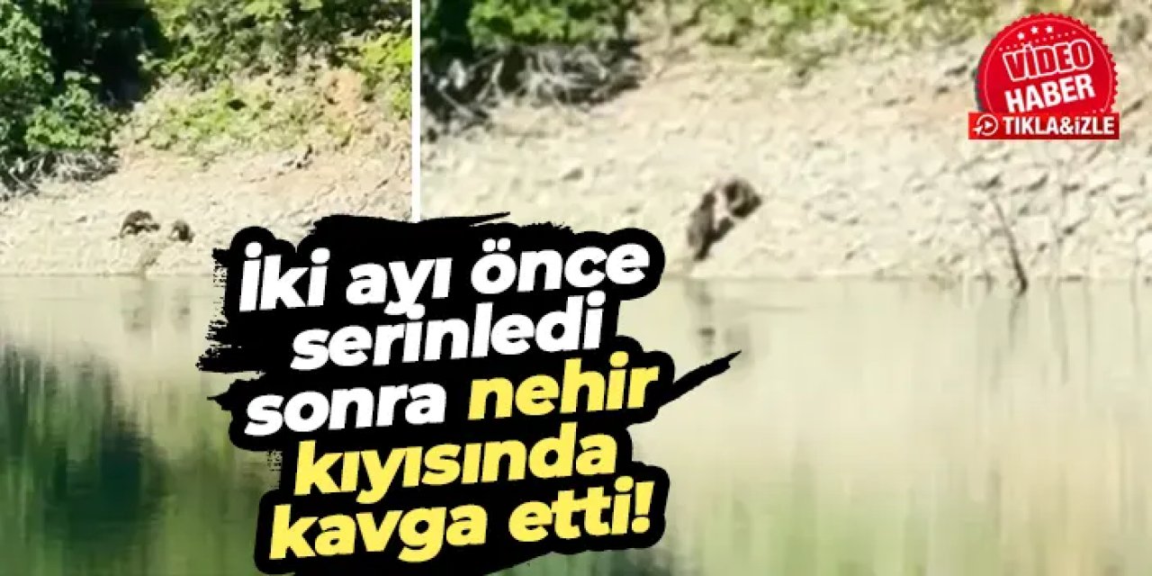 Çoruh Nehri’nde sürpriz buluşma! Ayılar hem serinledi hem kavga etti