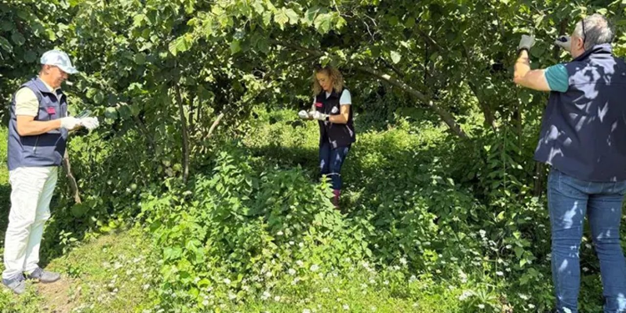 Giresun’da samuray arılarıyla hahverengi kokarcaya doğal savaş!