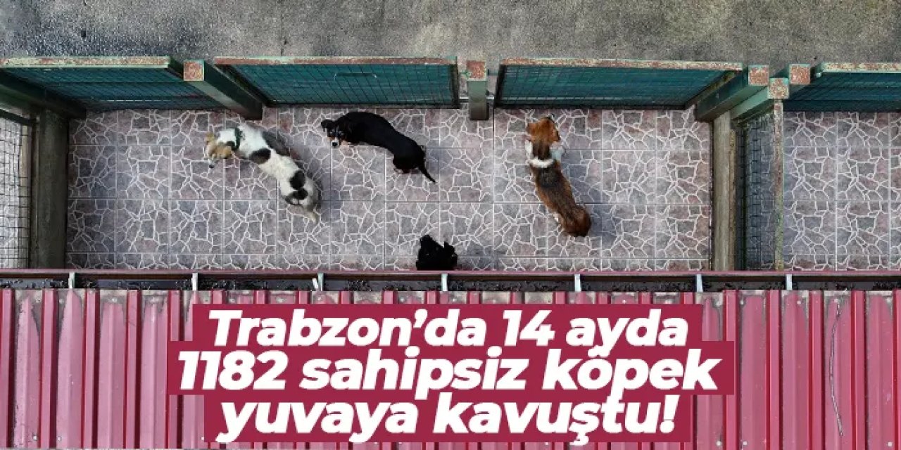 Trabzon’da 14 ayda 1182 sahipsiz köpek yuvaya kavuştu!