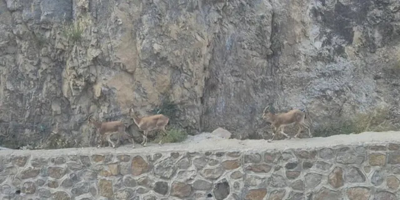 Gümüşhane dağlarını keçiler süsledi!