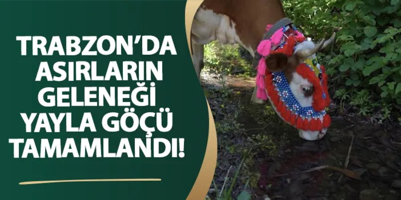 Trabzon’da asırların geleneği yayla göçü tamamlandı!