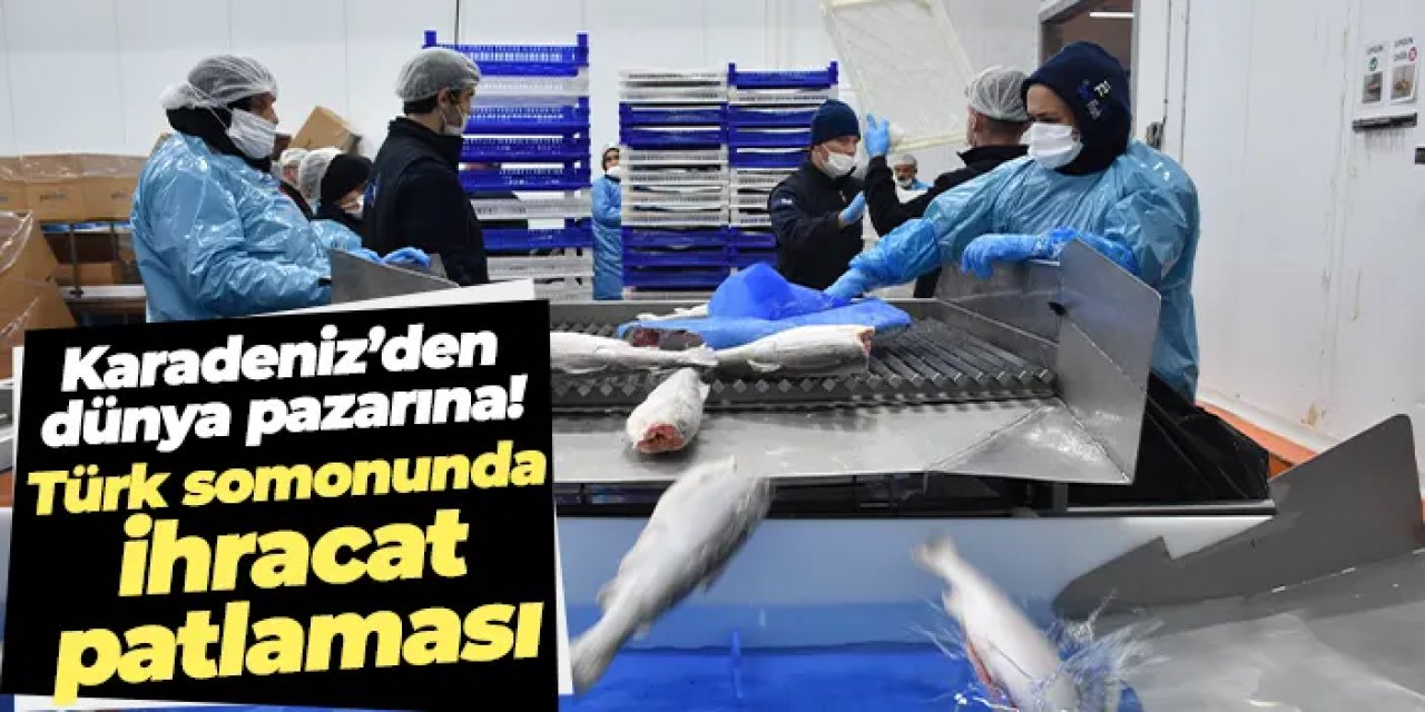 Karadeniz’den dünya pazarına! Türk somonunda ihracat patlaması