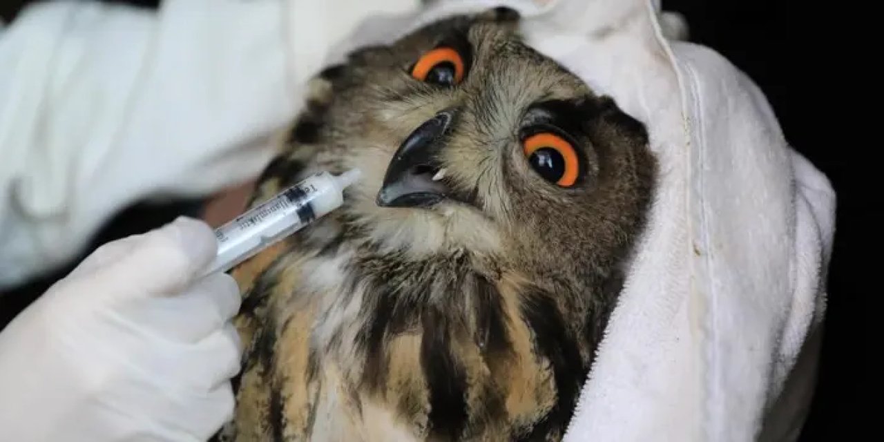 Samsun’da nesli tehlike altında yaralı puhu doğaya salındı!